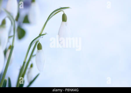 Weißer Schneeglöckchen (Galanthus sp.) blüht im Schnee Stockfoto