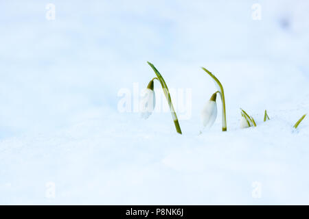 Zwei weiße Schneeglöckchen (Galanthus sp.) im Schnee Stockfoto