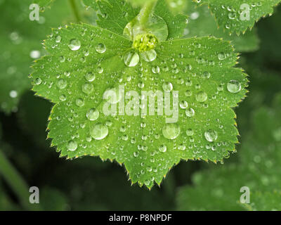 Wassertropfen nach Regen auf Blatt der garten anlage in Cumbria, England, Großbritannien Stockfoto