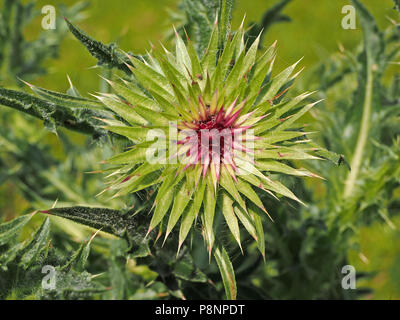 Spiky radial von Stacheln von unreifen Blume des Moschus Distel (carduus Nutans) in Gloucestershire, England, Großbritannien Stockfoto