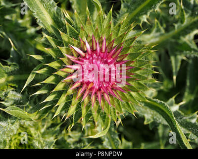 Spiky radial von Stacheln von unreifen Blume des Moschus Distel (carduus Nutans) in Gloucestershire, England, Großbritannien Stockfoto