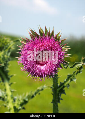 Blume des Moschus Distel (carduus Nutans) in Gloucestershire, England, Großbritannien Stockfoto