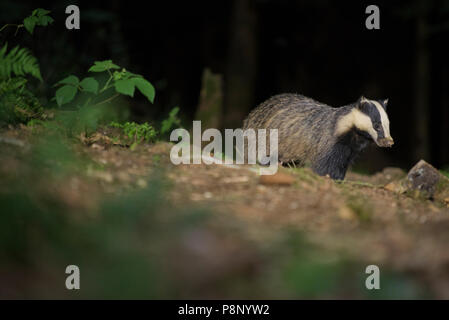 Badger in Forest Clearing Stockfoto