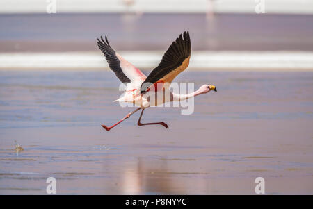 James's Flamingo (Phoenicoparrus jamesi) abnehmen Stockfoto