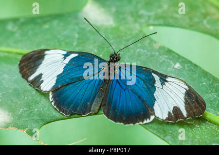 Sara Longwing (Heliconius Sara) sitzen auf Blatt mit Flügel Stockfoto