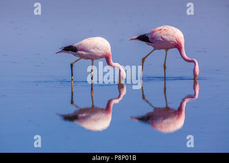 Zwei Anden Flamingo's (Phoenicoparrus andinus) Nahrungssuche in Salt Lake Stockfoto
