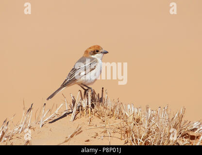 Junge männliche Shrike Rotkopfwürger (Lanius Senator) auf Frühling Migration Stockfoto