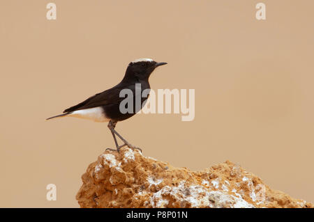 Weiß-gekrönter schwarzer Steinschmätzer (Oenanthe leucopyga) auf einem Stein saß Stockfoto