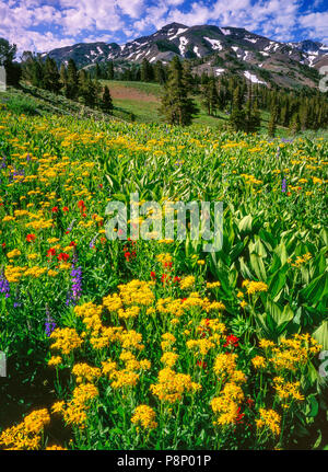 Kreuzkraut, Pinsel, Lupine, Carson-Iceberg Wüste, Stanislaus National Forest, Sierra Nevada, Kalifornien Stockfoto