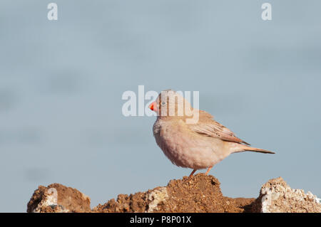 Trompeter Finch; Rhodopechys githaginea Stockfoto