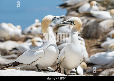 Gannet Kolonie auf saltee Insel an der Grafschaft Wexford - Irland Stockfoto