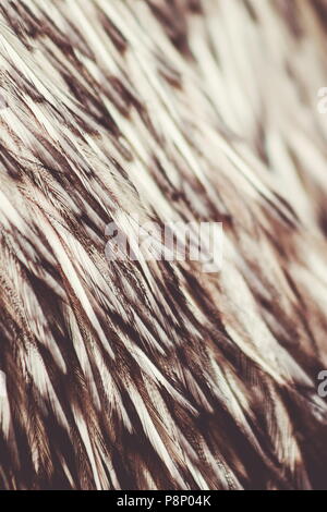 Close up Abstract Background Image der Wwu Federn Stockfoto