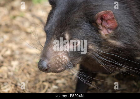 Nahaufnahme Seite Profil Bild der Beutelteufel (Sarcophilus harrisii) mit Kopie Raum Stockfoto