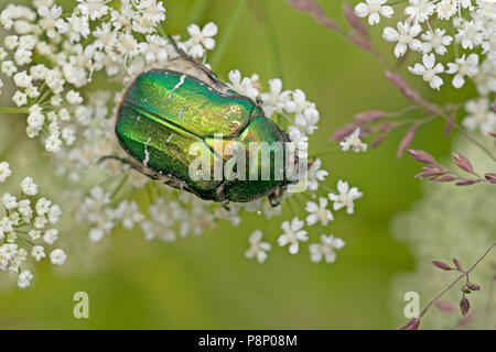 Rose Käfer auf weiße Blumen Stockfoto