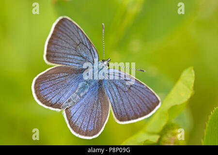 Mazarine blau (Polyommatus Semiargus) gegen helles grün Hintergrund Stockfoto