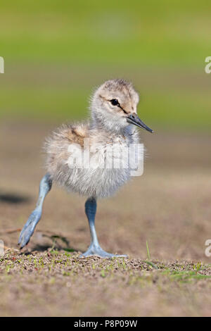 Junge säbelschnäbler Küken auf trockenen Schlamm Stockfoto