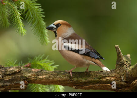 Männliche Hawfinch thront auf Zweig Stockfoto