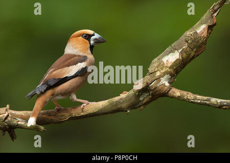 Männliche Hawfinch thront auf Zweig Stockfoto