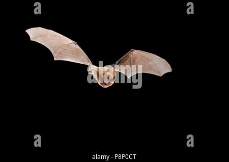 Jagd pipistrelle Stockfoto