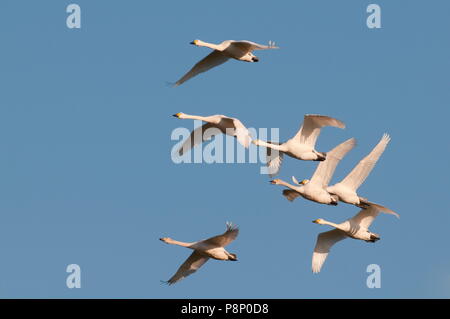 Sieben fliegen Zwergschwäne (Cygnus bewickii) in Belgien überwinternden Stockfoto
