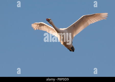 Flying Bewick's Swan (Cygnus bewickii) überwintern in Belgien Stockfoto