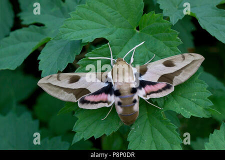 Mediterrane Hawk-moth (Hyles nizäa) Stockfoto