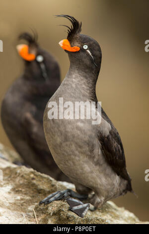 Paar Crested Auklets auf Kante Stockfoto