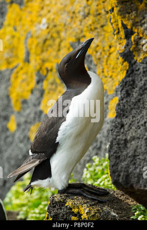 Thick-billed Murre (Uria lomvia) am Grat mit gelben Flechten Stockfoto