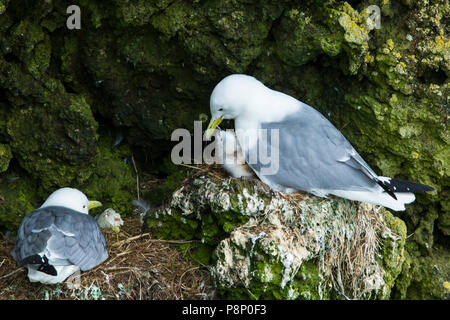 Schwarz-legged Dreizehenmöwe (Rissa tridactyla) Ernährung Küken auf Kante Stockfoto