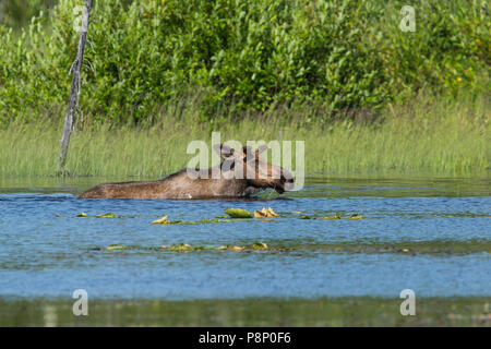 Schwimmen Elch (Alces alces) im Wald, See Stockfoto