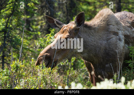Fouraging Elch (Alces alces) im Wald Stockfoto