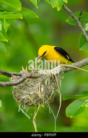 Männliche eurasischen Pirol (Oriolus oriolus) Ernährung Küken in Nest mit Insekt in Rechnung Stockfoto