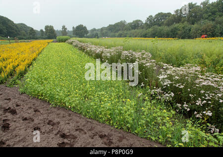 Grenzen in den Gärten von A.Vogel, mit Kräutern und Pflanzen, die für medizinische Zwecke angebaut. Stockfoto