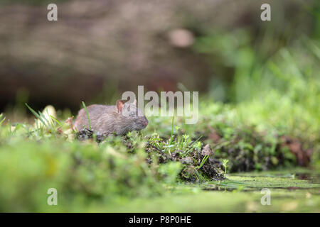 Juvenile braune Ratte (Rattus norvegicus) noch mit grauen Pelz auf dem Weg zum Pool zu trinken Stockfoto