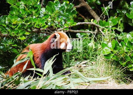 Schließen Sie herauf Bild eines Roten Panda (Ailurus fulgens) mit Kopie Raum Stockfoto