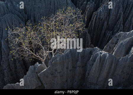 Baum in der Hintergrundbeleuchtung in dunklen erodierten Landschaft auf Madagaskar Stockfoto