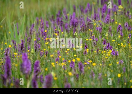 Blume Bereich mit lila Orchideen, gelbe Ranunkeln und mehr Gelb - Rasseln im nassen Schilfgebieten des dune Feuchtgebiete in Zwanenwater Stockfoto