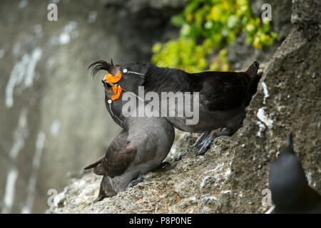 Anzeige paar Crested Auklets auf Kante Stockfoto