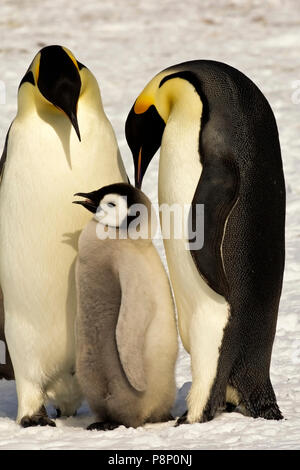 Paar Kaiserpinguine mit Jugendlicher auf Eis Stockfoto