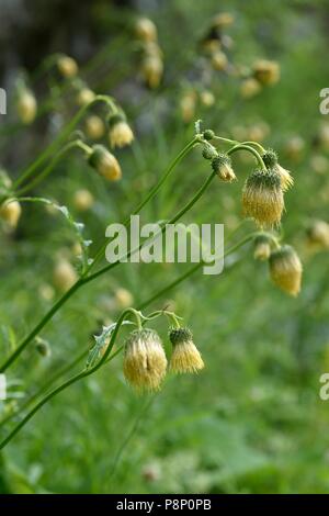 Blühende Cirsium erisithales mit seinen typischen Kopfnicken Blütenstand Stockfoto