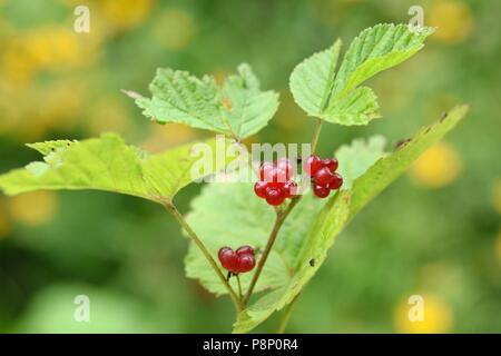 Fruchtkörper Stein Dornbusch in den slowenischen Alpen Stockfoto