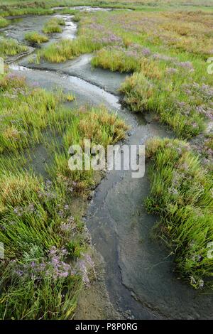 Queller wachsen auf Gezeiten Marsh entlang der adriatischen Küste Stockfoto