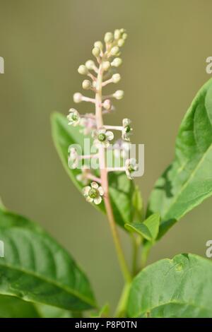 Blühende American pokeweed Stockfoto