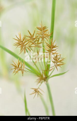 Blühende genießbare Cyperus Stockfoto