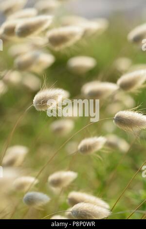 Blühende Hares-tail Stockfoto