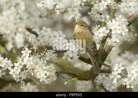 Die nahrungssuche Chiffchaff zwischen der Blüte von Blackthorn Stockfoto