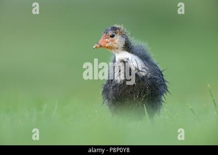 Die nahrungssuche Küken eines Blässhuhn auf Rasen Stockfoto