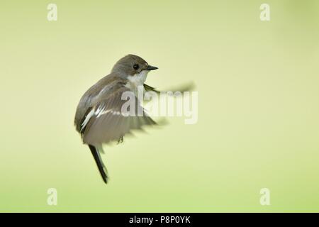 Staubsaugen europäischen Pied Schopftyrann Stockfoto