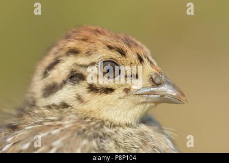 Huhn von Rebhuhn Stockfoto