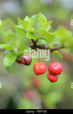 Wegen des warmen Winters, Vögel haben kein Interesse an der Fütterung auf die Crabapples hatte und sie sind immer noch im Baum, wenn die neuen Blätter kommen Stockfoto